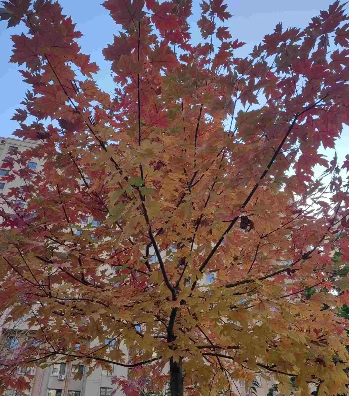 历史的缝隙(16) 欧阳修:人生自是有情痴,此恨不关风与月 这不过是一般的一首文人艳词而已,是“曲苑杂弹”市场需要的结晶,也是文人骚客茶余饭后的戏作。也许格调不高,但情语悱恻,令人动容。