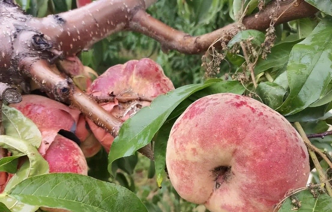 挖红薯！水果采摘！亲子牧场！来泰安，这场松弛感拉满的 “村游” 等你开启！