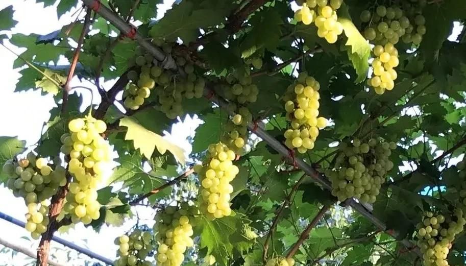 挖红薯！水果采摘！亲子牧场！来泰安，这场松弛感拉满的 “村游” 等你开启！