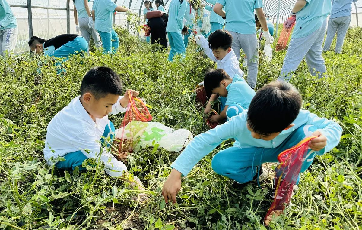 【乐知微记录】劳动教育——挖红薯，摘花生