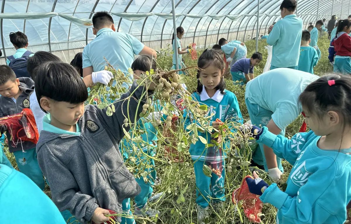 【乐知微记录】劳动教育——挖红薯，摘花生