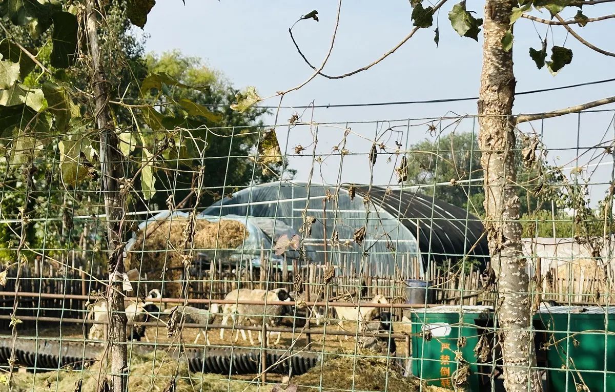 【乐知微记录】劳动教育——挖红薯，摘花生