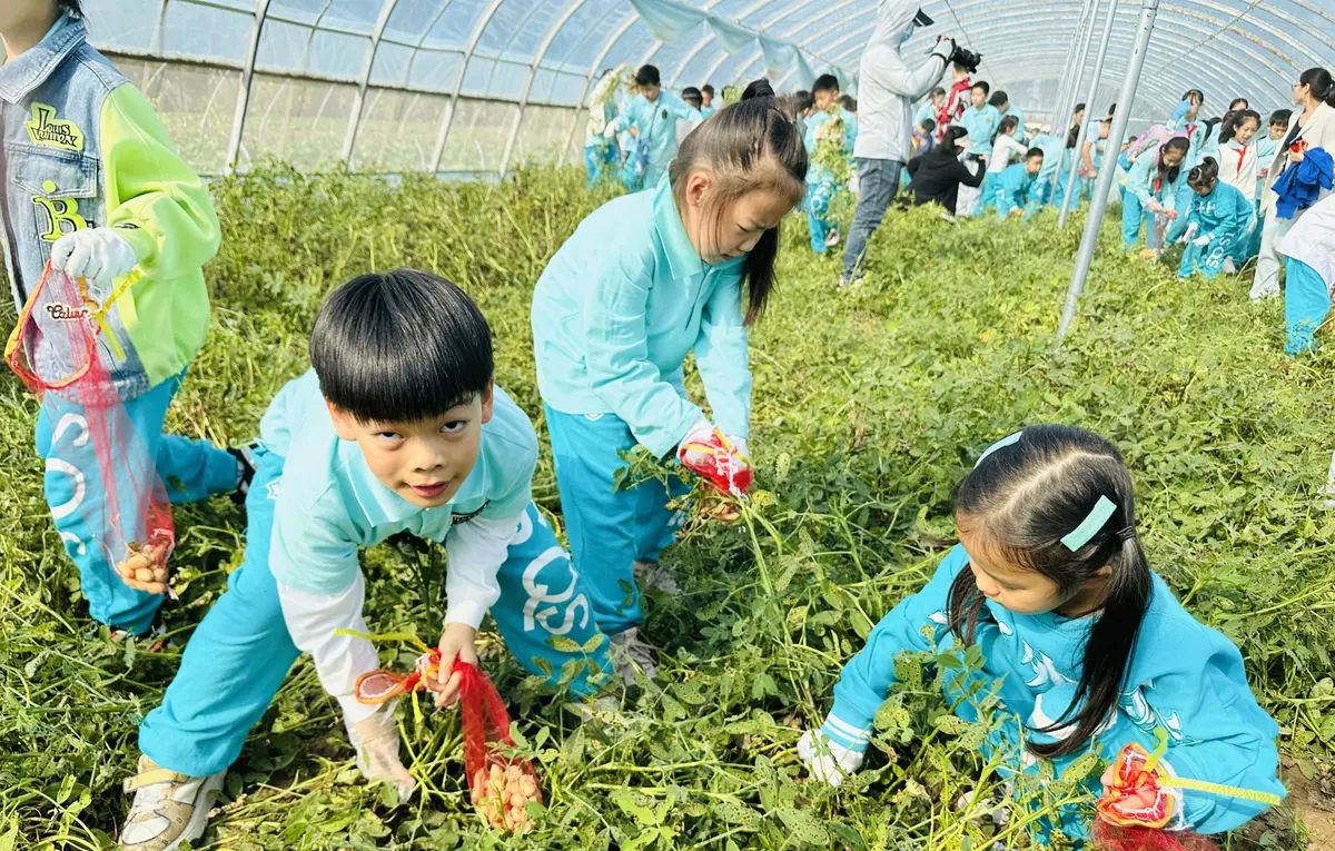 【乐知微记录】劳动教育——挖红薯，摘花生