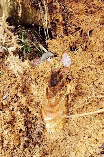 心情 || 正是上山挖笋时……