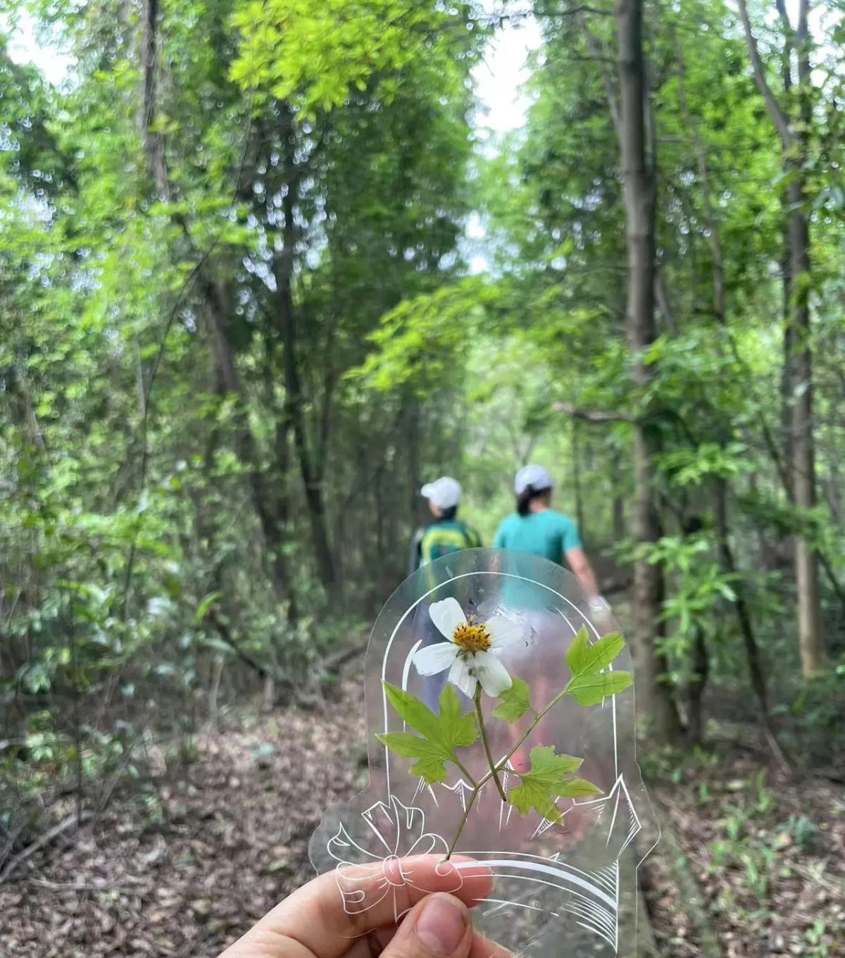 芙蓉山笋，挖不完，跟本挖不完