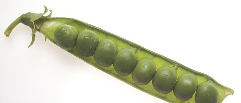 动手动脑学Kubernetes系列之Pod介绍