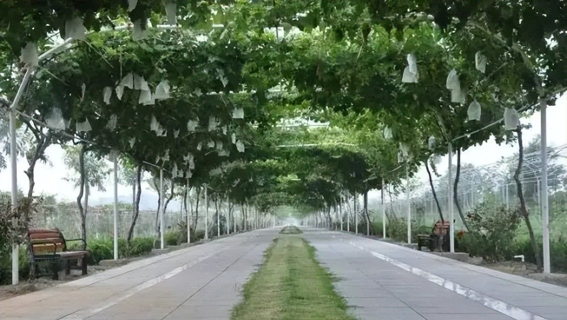 挖红薯！水果采摘！亲子牧场！来泰安，这场松弛感拉满的 “村游” 等你开启！