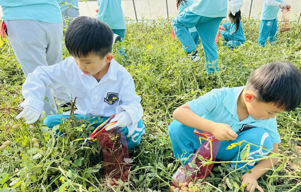 【乐知微记录】劳动教育——挖红薯，摘花生