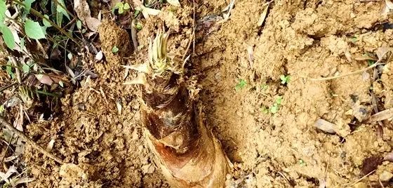 心情 || 正是上山挖笋时……