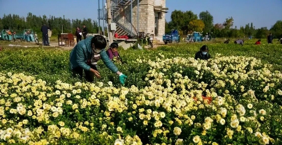 挖红薯！水果采摘！亲子牧场！来泰安，这场松弛感拉满的 “村游” 等你开启！