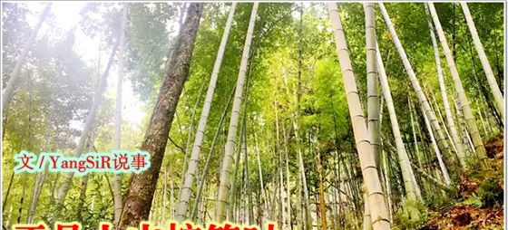 心情 || 正是上山挖笋时……