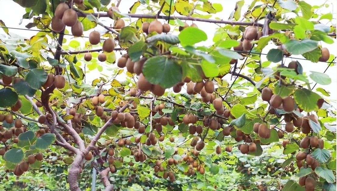 挖红薯！水果采摘！亲子牧场！来泰安，这场松弛感拉满的 “村游” 等你开启！
