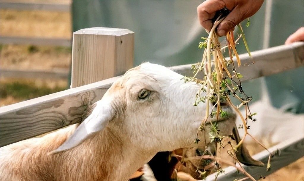 挖红薯！水果采摘！亲子牧场！来泰安，这场松弛感拉满的 “村游” 等你开启！