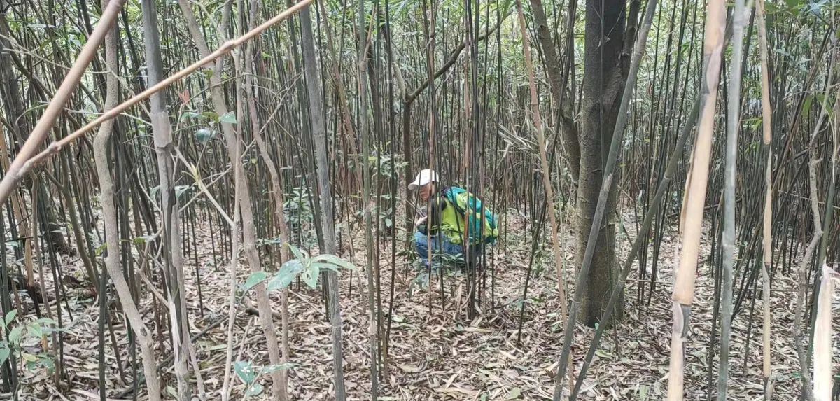 芙蓉山笋，挖不完，跟本挖不完