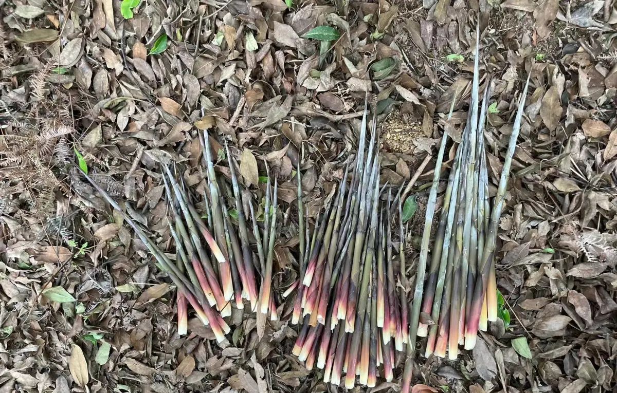 芙蓉山笋，挖不完，跟本挖不完