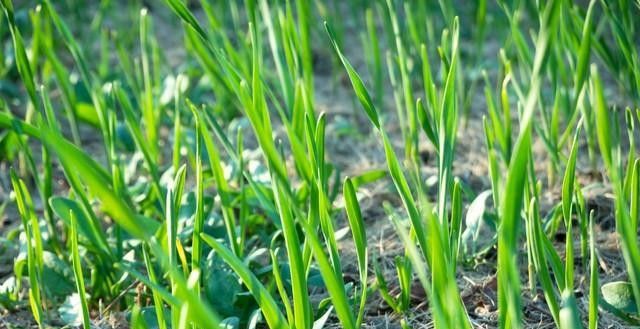 大蒜出苗后,做好这一步,根系壮苗长得好。