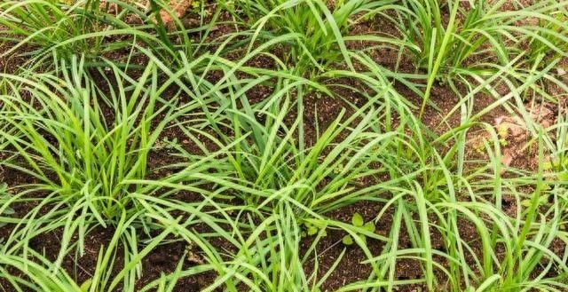 大蒜出苗后，做好这一步，根系壮苗长得好。