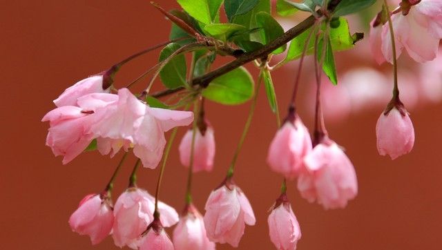 答对联:“上联:春深花入户,诚邀下联”