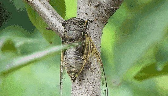 西江月词谱（开门见词）
