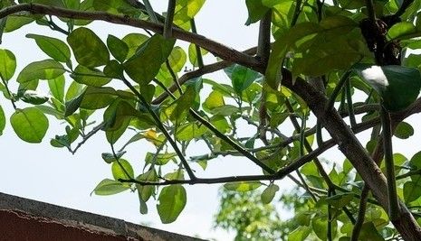 答对联:“上联:春深花入户,诚邀下联”