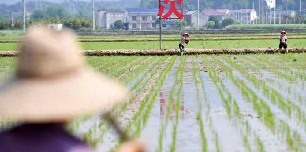 中央定调，农村基本农田禁令出台：10月1日开始实施一一