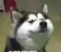 那些A站、B站、C站、D站、H站、P站都是什么网站?