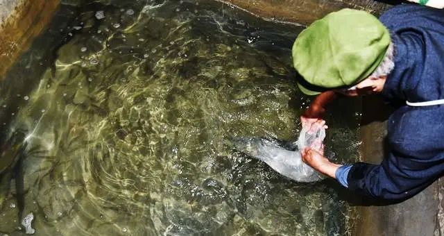 重庆70岁老人一夜暴富:受仙人托梦,在家中挖16米深坑,挖出神秘“阴河鱼”