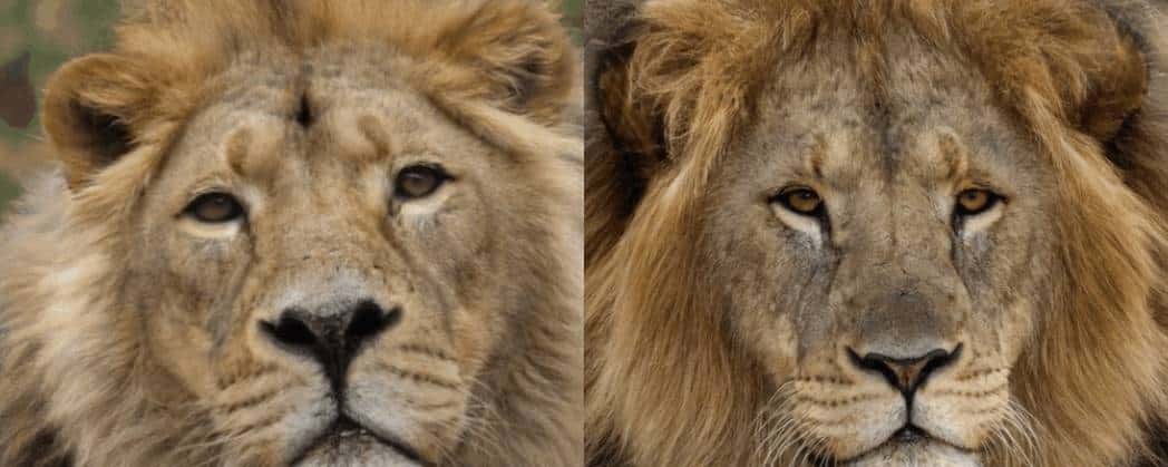 StyleGAN3问世,等变性perfect!皮肤、毛发不再粘屏幕,还能360度旋转 | 已开源