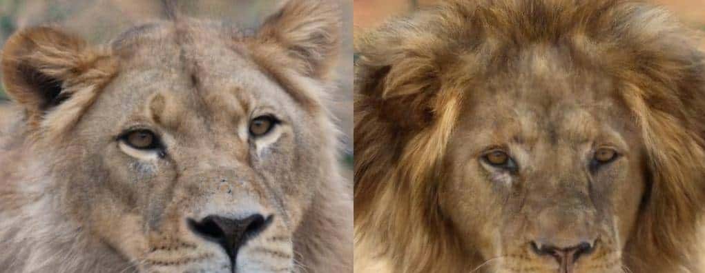 StyleGAN3问世,等变性perfect!皮肤、毛发不再粘屏幕,还能360度旋转 | 已开源