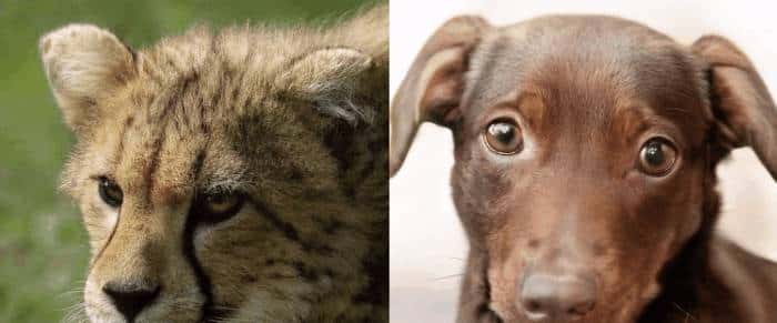 StyleGAN3问世,等变性perfect!皮肤、毛发不再粘屏幕,还能360度旋转 | 已开源