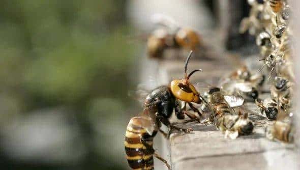 30分钟可屠尽3万只蜜蜂的大黄蜂,如何被蜜蜂用物理学奇招反制?