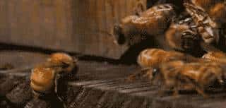 30分钟可屠尽3万只蜜蜂的大黄蜂,如何被蜜蜂用物理学奇招反制?