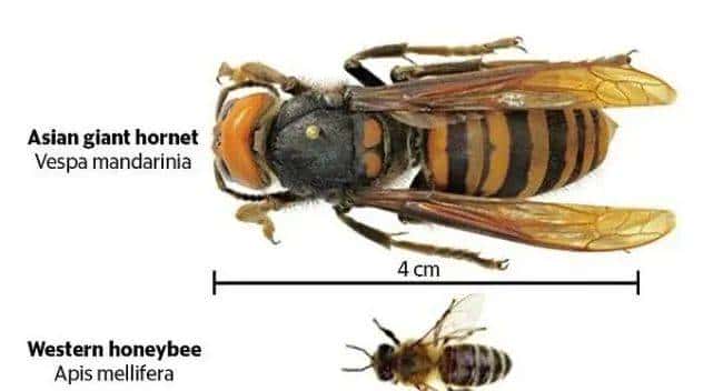 30分钟可屠尽3万只蜜蜂的大黄蜂,如何被蜜蜂用物理学奇招反制?