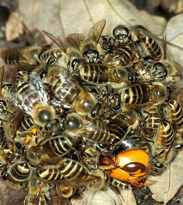 30分钟可屠尽3万只蜜蜂的大黄蜂,如何被蜜蜂用物理学奇招反制?