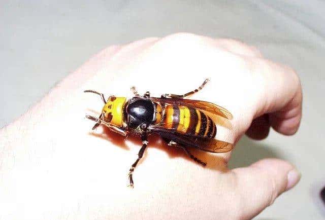 30分钟可屠尽3万只蜜蜂的大黄蜂,如何被蜜蜂用物理学奇招反制?