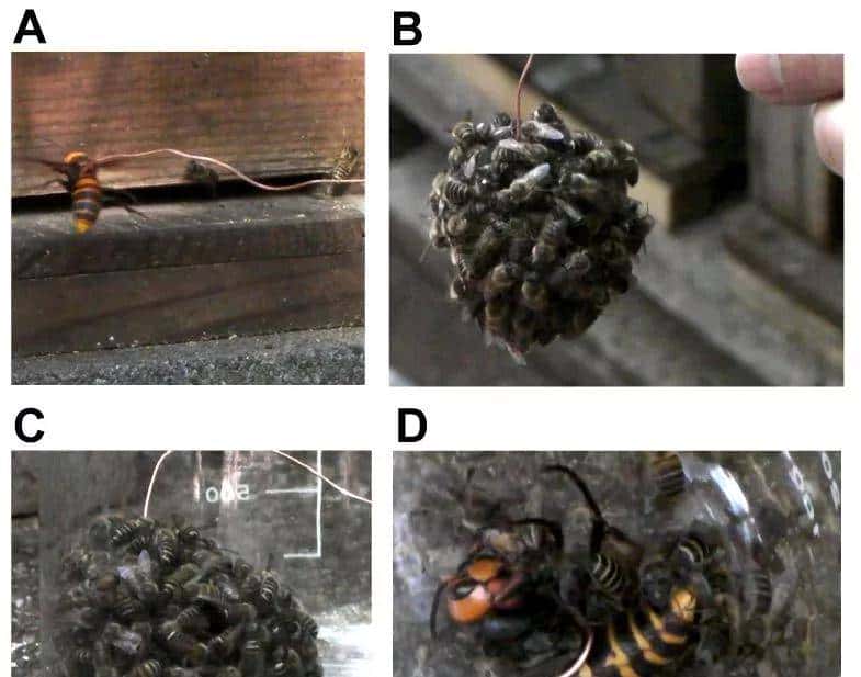 30分钟可屠尽3万只蜜蜂的大黄蜂,如何被蜜蜂用物理学奇招反制?