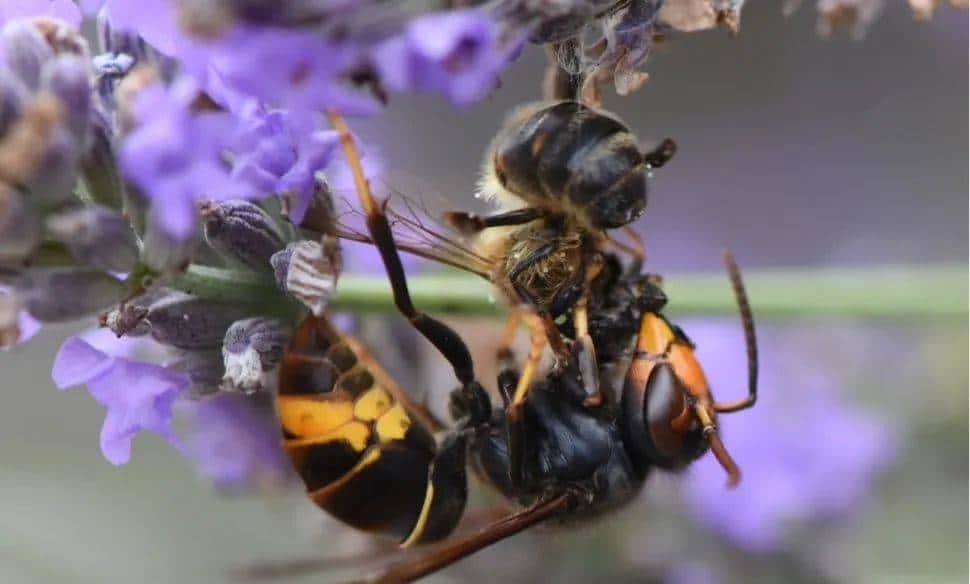 30分钟可屠尽3万只蜜蜂的大黄蜂,如何被蜜蜂用物理学奇招反制?