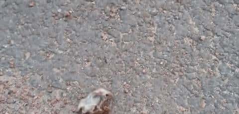 30分钟可屠尽3万只蜜蜂的大黄蜂,如何被蜜蜂用物理学奇招反制?