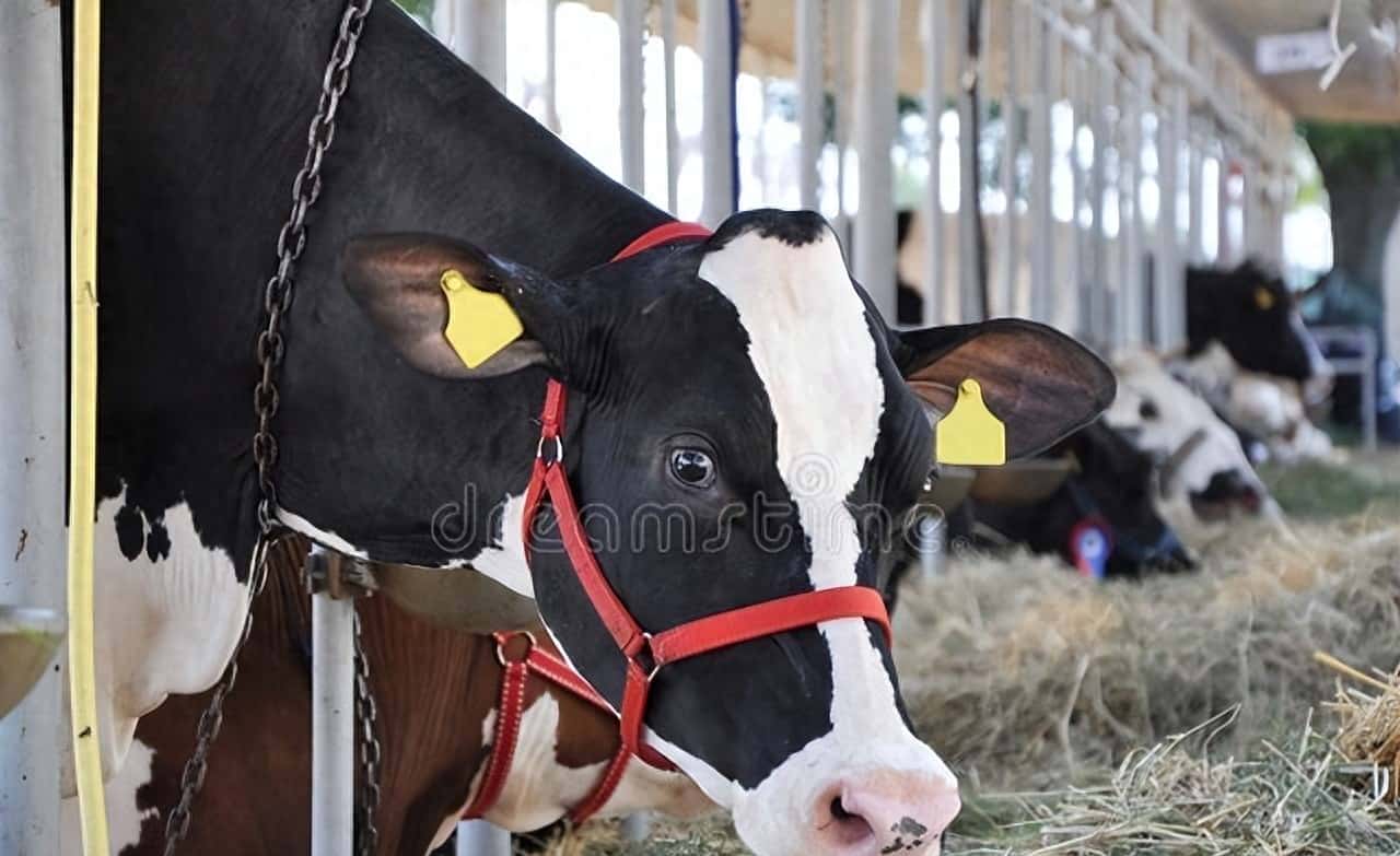 给牛羊饮水里添加冰爽VC冰激灵什么时间合适？