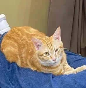 网友怀疑自己的猫是老色批转世,且有实锤