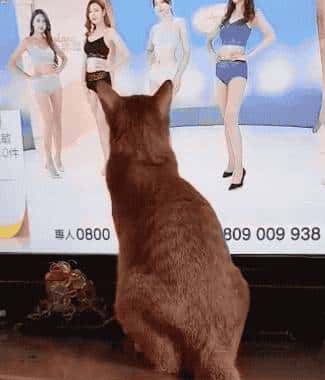 网友怀疑自己的猫是老色批转世,且有实锤