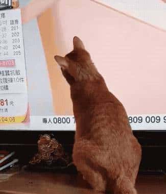 网友怀疑自己的猫是老色批转世,且有实锤