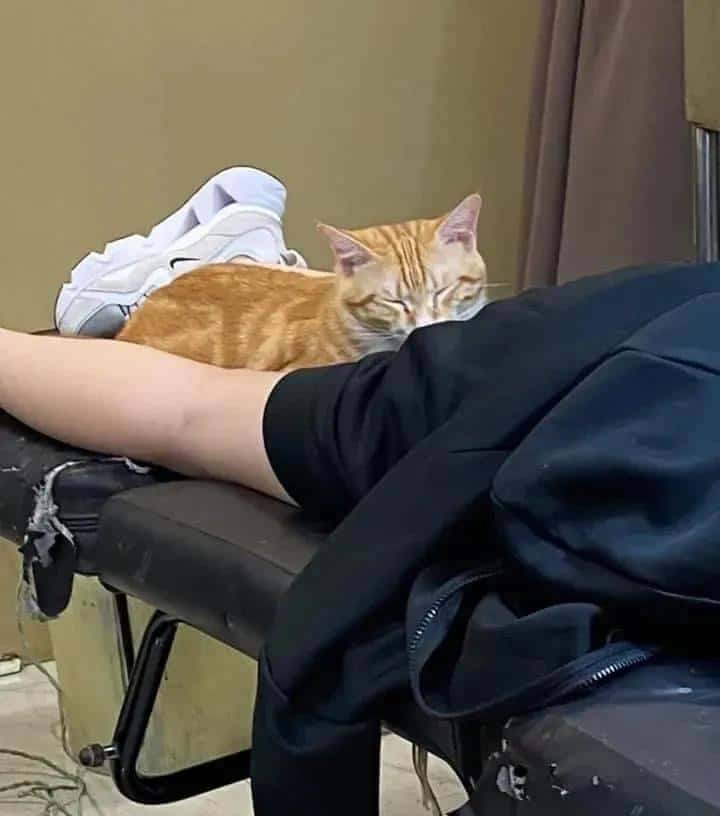 网友怀疑自己的猫是老色批转世,且有实锤