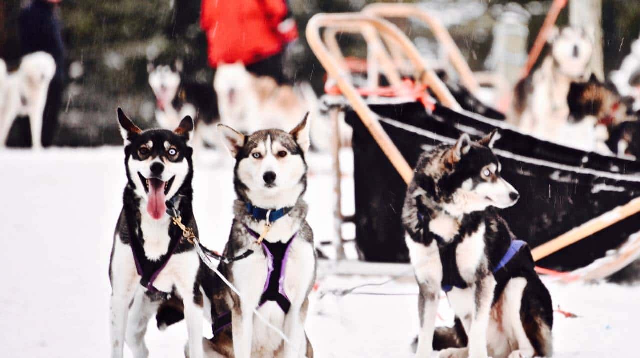 乘着哈士奇雪橇去北极圈撒野