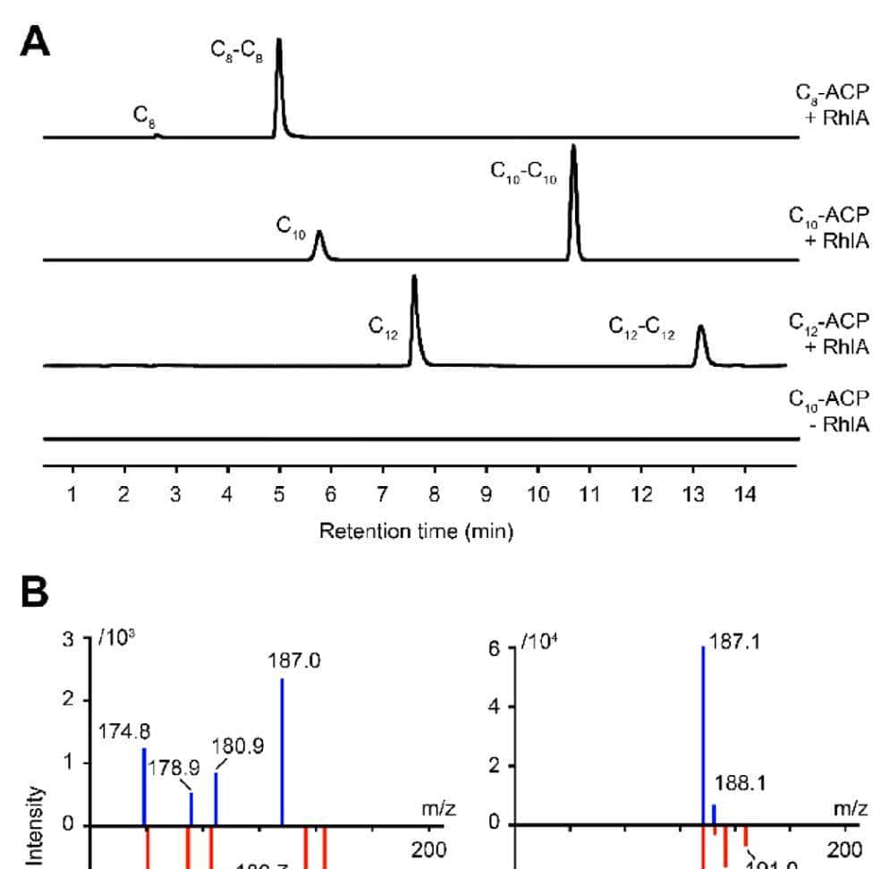 ACS Catal.|RhlA在鼠李糖脂生物合成过程中表现出双重硫酯酶和酰基转移酶活性