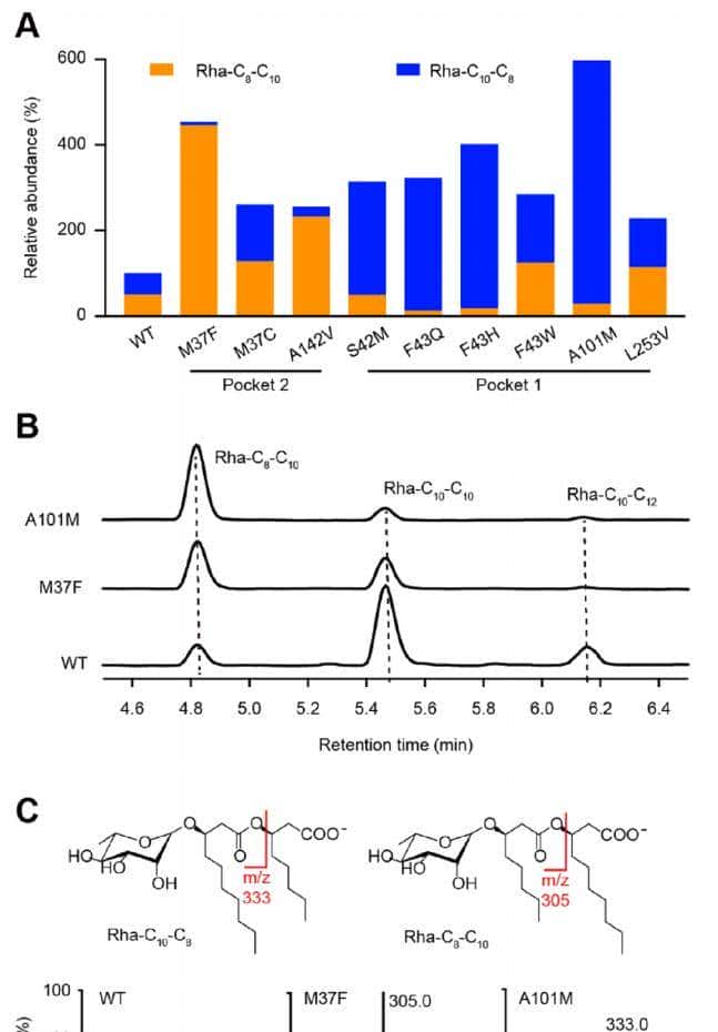 ACS Catal.|RhlA在鼠李糖脂生物合成过程中表现出双重硫酯酶和酰基转移酶活性