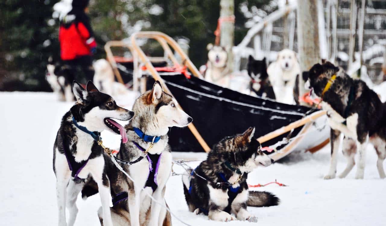 乘着哈士奇雪橇去北极圈撒野
