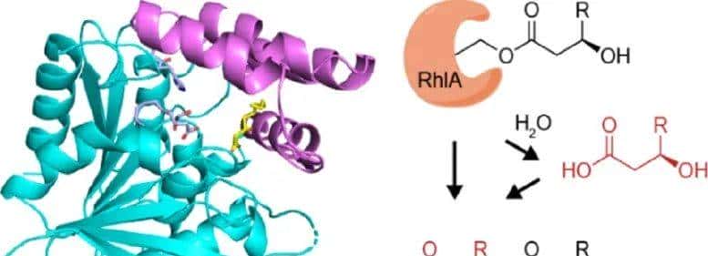 ACS Catal.|RhlA在鼠李糖脂生物合成过程中表现出双重硫酯酶和酰基转移酶活性