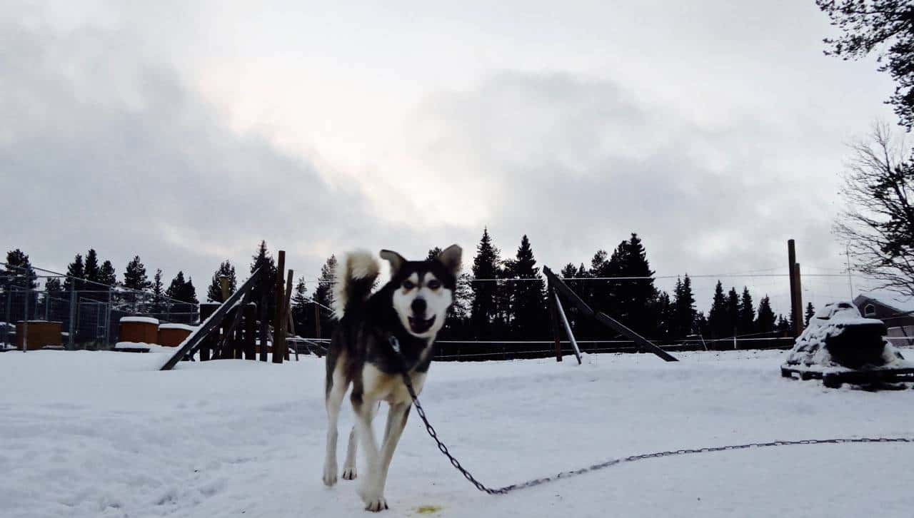 乘着哈士奇雪橇去北极圈撒野