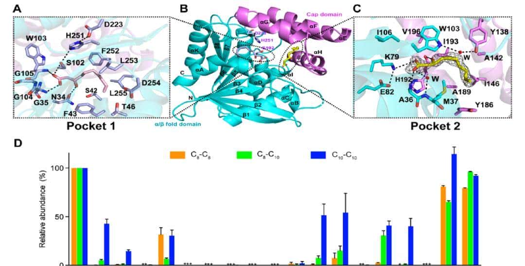 ACS Catal.|RhlA在鼠李糖脂生物合成过程中表现出双重硫酯酶和酰基转移酶活性